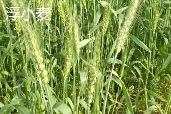 淮浮小麦区别产地泡水状态不同,淮小麦和浮小麦的区别,区别在哪呢?插图2 淮浮小麦区别产地泡水状态不同,淮小麦和浮小麦的区别,区别在哪呢?插图2