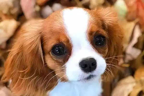 狗胀气是由什么原因引起,狗胀气是饮食不当或缺乏运动等原因吗插图1 狗胀气是由什么原因引起,狗胀气是饮食不当或缺乏运动等原因吗插图1