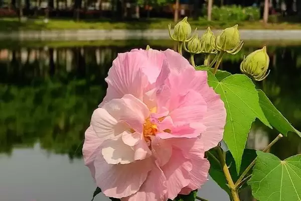 芙蓉花毒性情况 ,芙蓉花是一种有毒的植物还是无毒插图1