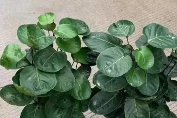 福禄桐花语含义寓意 ,福禄桐的花语有什么寓意和象征意插图3 福禄桐花语含义寓意 ,福禄桐的花语有什么寓意和象征意插图3