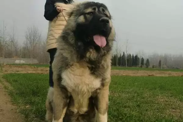 高加索犬智力排名问题 ,高加索犬的智力排在第几名插图3 高加索犬智力排名问题 ,高加索犬的智力排在第几名插图3