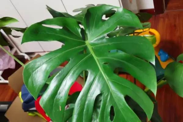 龟背竹应该怎样进行浇水,龟背竹浇水要掌握宁湿勿干的原则吗插图3 龟背竹应该怎样进行浇水,龟背竹浇水要掌握宁湿勿干的原则吗插图3