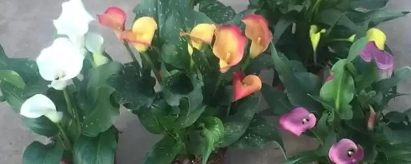 彩色马蹄莲的种植方法是怎样呢,彩色马蹄莲种植方法插图 彩色马蹄莲的种植方法是怎样呢,彩色马蹄莲种植方法插图