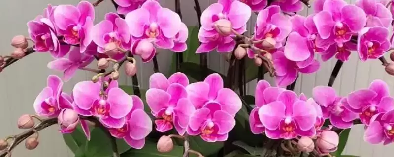 蝴蝶兰养护方法春夏咋追肥进行养护,蝴蝶兰花的养护方法,春夏咋追复合肥?-会东网