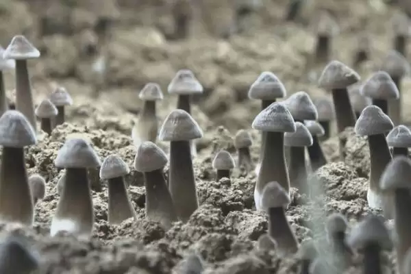 鸡纵菌种植点9-10月种植,鸡纵菌的种植要点,种植时间准确吗?插图1 鸡纵菌种植点9-10月种植,鸡纵菌的种植要点,种植时间准确吗?插图1