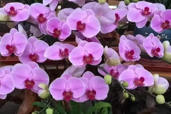 蝴蝶兰开花与温差开花为啥需大温差环境,蝴蝶兰开花是否需要温差,温差作用是啥?插图1 蝴蝶兰开花与温差开花为啥需大温差环境,蝴蝶兰开花是否需要温差,温差作用是啥?插图1
