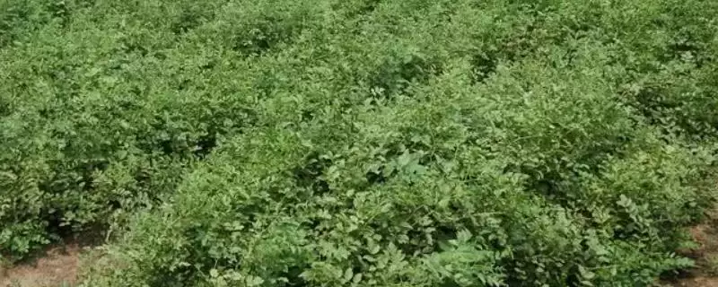 甘草田间管理技术 ,甘草田间管理有哪些关键的技术插图 甘草田间管理技术 ,甘草田间管理有哪些关键的技术插图