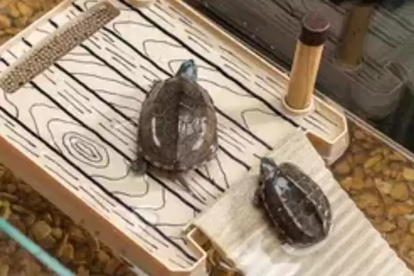 火焰龟大小问能长35-45厘米,火焰乌龟能长多大,这个尺寸准确吗?插图2 火焰龟大小问能长35-45厘米,火焰乌龟能长多大,这个尺寸准确吗?插图2
