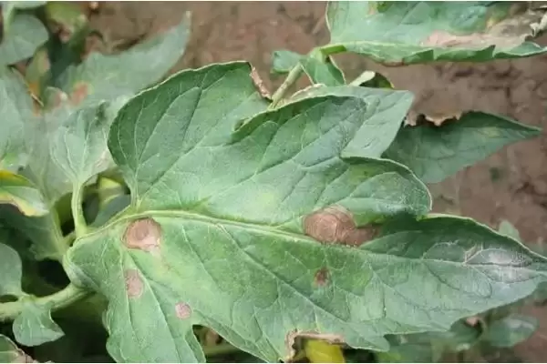 大棚番茄性斑疹病怎样防治呢,大棚番茄性斑疹病如何防治插图3 大棚番茄性斑疹病怎样防治呢,大棚番茄性斑疹病如何防治插图3