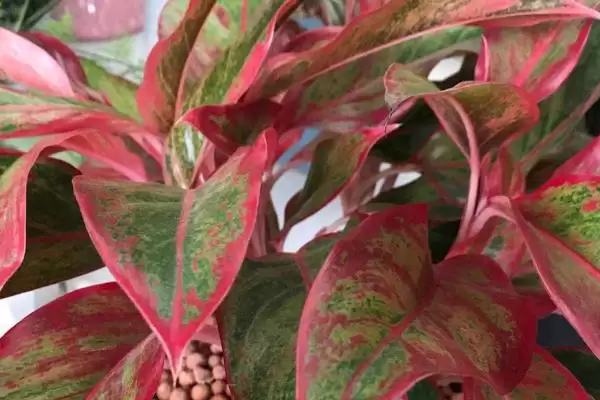 花叶万年青养殖25-30℃生长适宜,花叶万年青的养殖方法，适温范围重要吗？插图3