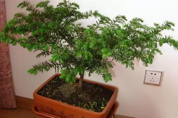 红豆杉叶片发黄是何原因呢,红豆杉叶片发黄因强光、虫害或施肥不当吗插图7 红豆杉叶片发黄是何原因呢,红豆杉叶片发黄因强光、虫害或施肥不当吗插图7