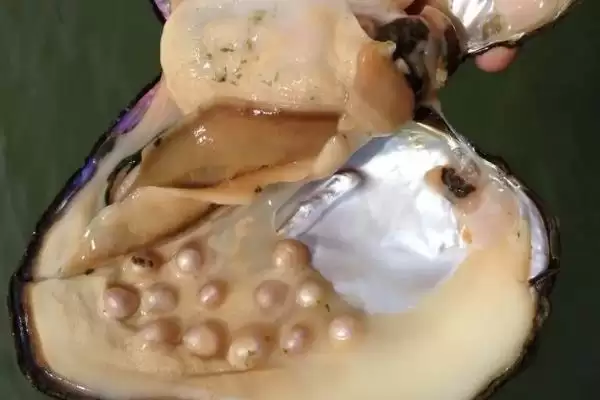 河蚌里面有珍珠这种情况吗,河蚌并不是每个里面都有珍珠是真的吗插图2 河蚌里面有珍珠这种情况吗,河蚌并不是每个里面都有珍珠是真的吗插图2