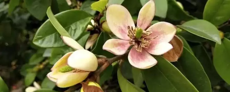 含笑花为什么会干枯呢,含笑花因高温暴晒、土壤板结等致干枯吗插图 含笑花为什么会干枯呢,含笑花因高温暴晒、土壤板结等致干枯吗插图