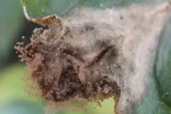 灰霉病防治法栽种前土壤消毒,灰霉病的防治方法,关键措施是?插图3 灰霉病防治法栽种前土壤消毒,灰霉病的防治方法,关键措施是?插图3
