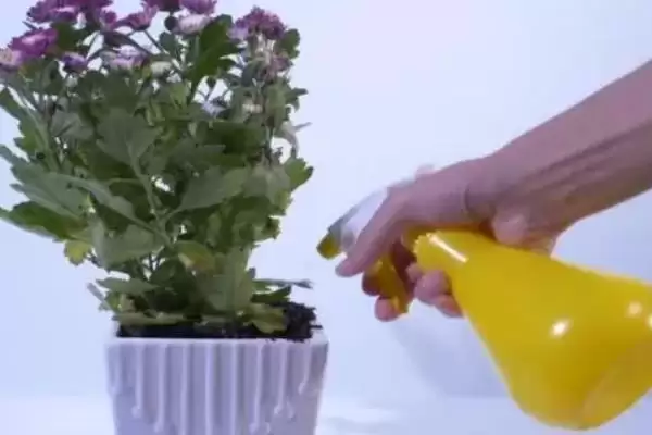 富贵菊寓意象征意义 ,富贵菊的寓意包含哪些方面的含插图4 富贵菊寓意象征意义 ,富贵菊的寓意包含哪些方面的含插图4