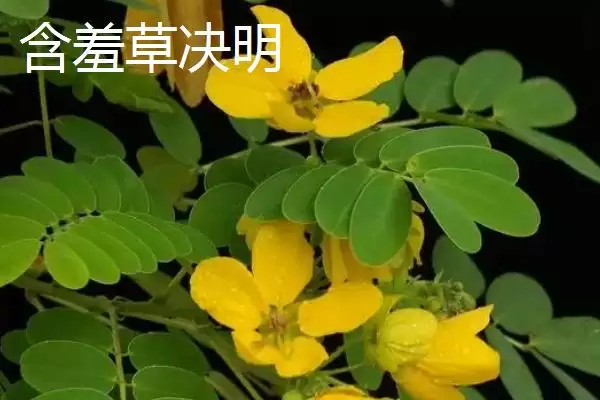 含羞草会不会开花这个问题,含羞草花期在7-10月之间是会开花的吗插图5 含羞草会不会开花这个问题,含羞草花期在7-10月之间是会开花的吗插图5