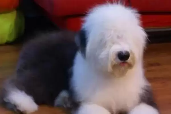 古牧犬的性格是怎样的呢,古牧犬性格比较淘气但很乐观吗插图3 古牧犬的性格是怎样的呢,古牧犬性格比较淘气但很乐观吗插图3