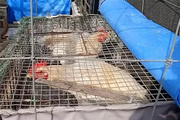 冬季养鸡的保暖措施,冬季养鸡要给它们做哪些保暖措施插图1 冬季养鸡的保暖措施,冬季养鸡要给它们做哪些保暖措施插图1