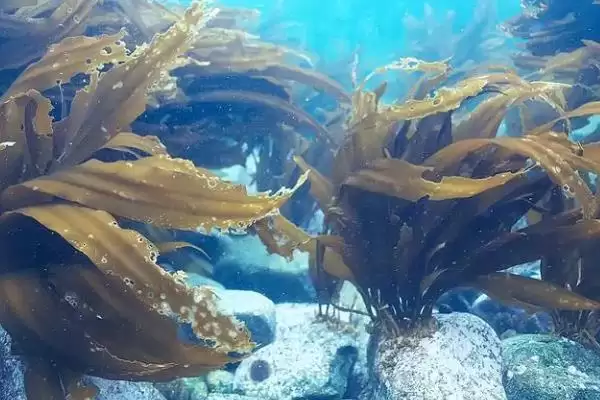 福建海带产地位置 ,福建海带的产地主要在哪些地插图1 福建海带产地位置 ,福建海带的产地主要在哪些地插图1