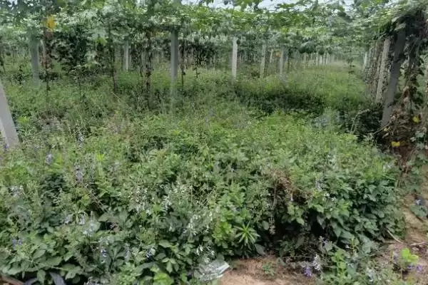 果园里能套种哪些药材呢,果园套种药材应根据树龄等情况套栽吗插图2 果园里能套种哪些药材呢,果园套种药材应根据树龄等情况套栽吗插图2