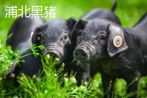 广西浦北县的特产有哪些呢,广西浦北县有“世界长寿之乡”称号有啥特产插图4 广西浦北县的特产有哪些呢,广西浦北县有“世界长寿之乡”称号有啥特产插图4