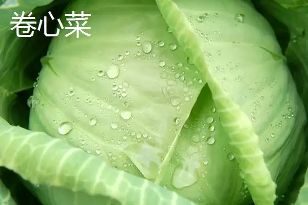 几种菜的区别形状口味颜色异,黄芽菜、白菜、包菜和卷心菜的区别,在哪?插图2 几种菜的区别形状口味颜色异,黄芽菜、白菜、包菜和卷心菜的区别,在哪?插图2