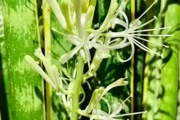虎皮兰开花外观花簇生白色淡绿好看吗,虎皮兰开花后的外观,花是簇生白或绿?插图3 虎皮兰开花外观花簇生白色淡绿好看吗,虎皮兰开花后的外观,花是簇生白或绿?插图3
