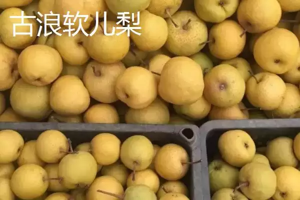 甘肃省武威市水果特产 ,甘肃省武威市有哪些特色的水果特插图6 甘肃省武威市水果特产 ,甘肃省武威市有哪些特色的水果特插图6