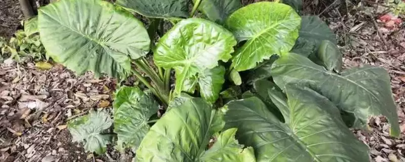 广芋的产地主要在哪里呢,广芋在我国产于云南、广西等省份吗插图 广芋的产地主要在哪里呢,广芋在我国产于云南、广西等省份吗插图