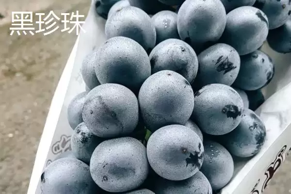 黑珍珠与夏黑葡萄的区别是啥,黑珍珠与夏黑葡萄主要区别在于个头大小吗插图1 黑珍珠与夏黑葡萄的区别是啥,黑珍珠与夏黑葡萄主要区别在于个头大小吗插图1
