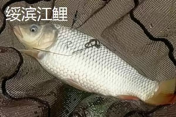 黑龙江省绥滨县的特产是什么,黑垦二九〇红小豆是黑龙江绥滨地理标志特产吗插图1 黑龙江省绥滨县的特产是什么,黑垦二九〇红小豆是黑龙江绥滨地理标志特产吗插图1