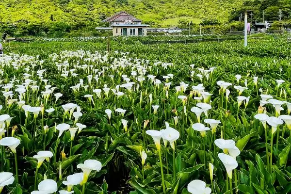 海芋怎么进行繁殖操作呢,海芋常用的繁殖方法为扦插这种方式吗插图3 海芋怎么进行繁殖操作呢,海芋常用的繁殖方法为扦插这种方式吗插图3
