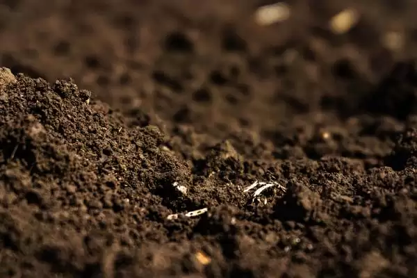 姬秋丽种植法光照足叶片色佳,姬秋丽的种植方法,充足光照影响大?插图1 姬秋丽种植法光照足叶片色佳,姬秋丽的种植方法,充足光照影响大?插图1
