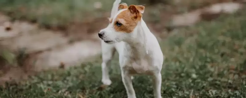 狗狗毛囊炎的病因是什么,狗狗毛囊炎主要由细菌或真菌引起的吗插图 狗狗毛囊炎的病因是什么,狗狗毛囊炎主要由细菌或真菌引起的吗插图