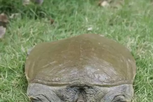 甲鱼鳖是同种真的是同一种,甲鱼和鳖的区别，真的是同一种动物？插图1