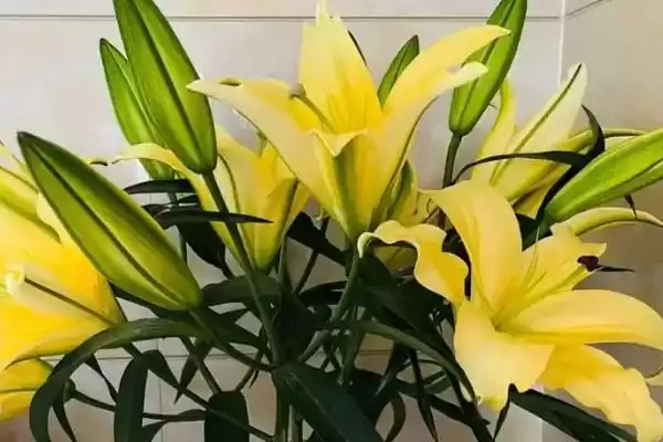 黄百合花语意花语是感激快乐,黄百合的花语,花语含义准确吗?插图1 黄百合花语意花语是感激快乐,黄百合的花语,花语含义准确吗?插图1
