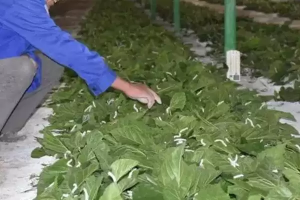 蚕的养殖方法和要点有哪些呢,蚕的养殖方法插图6