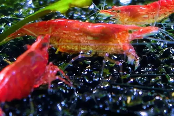 观赏虾如何进行繁殖呢,观赏虾繁殖首先要确保水质良好吗插图3 观赏虾如何进行繁殖呢,观赏虾繁殖首先要确保水质良好吗插图3
