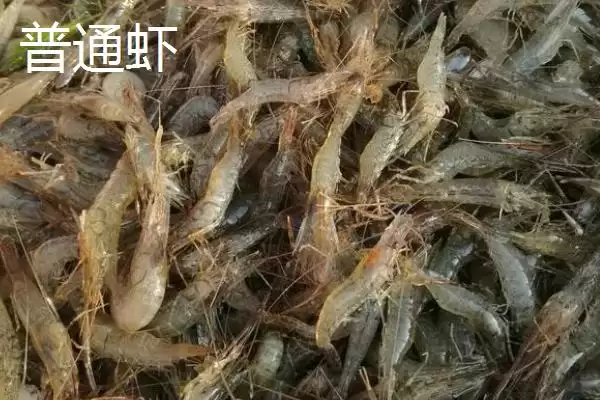基围虾普通虾两者区别哪个贵,基围虾和普通虾有什么区别,价格差异呢?插图3 基围虾普通虾两者区别哪个贵,基围虾和普通虾有什么区别,价格差异呢?插图3