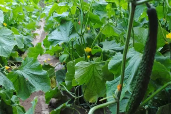 黄瓜种植时间因素 ,黄瓜种植时间因育苗方法有何不同插图1 黄瓜种植时间因素 ,黄瓜种植时间因育苗方法有何不同插图1