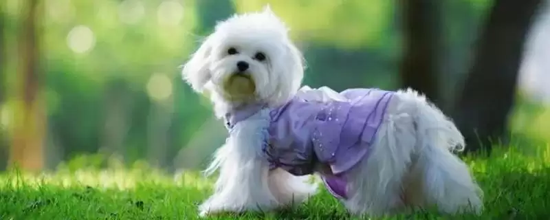 狗脑炎会有什么症状表现,狗脑炎初期会表现出极度兴奋吗插图 狗脑炎会有什么症状表现,狗脑炎初期会表现出极度兴奋吗插图