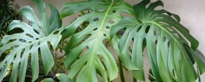 龟背竹有着怎样的简介呢,龟背竹是龟背竹属植物是其简介吗-会东网