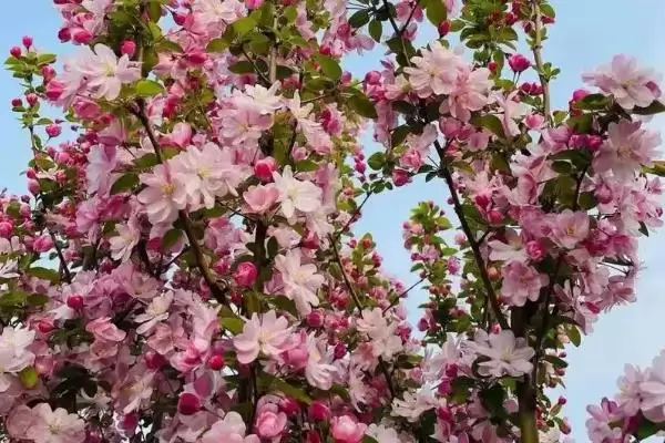 海棠树的开花时间是什么时候,海棠树一般开花时间为4-5月份吗插图6