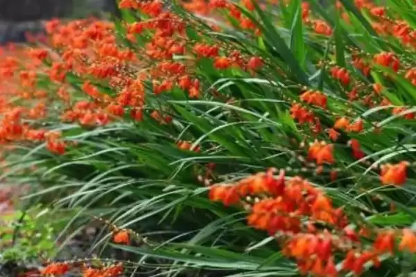 火焰兰植物问多年生草本植物,火焰兰简介,植物属性对吗?插图5 火焰兰植物问多年生草本植物,火焰兰简介,植物属性对吗?插图5
