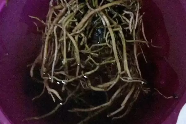 红掌能进行水培这种方式吗,红掌进行水培保持环境湿润很重要吗插图6 红掌能进行水培这种方式吗,红掌进行水培保持环境湿润很重要吗插图6