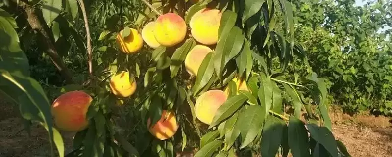 黄桃果园管理薄肥勤施对吗,黄桃的科学果园管理技术,施肥原则对?插图 黄桃果园管理薄肥勤施对吗,黄桃的科学果园管理技术,施肥原则对?插图