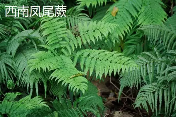 凤尾蕨与黑木蕨差异 ,凤尾蕨和黑木蕨有何区插图11 凤尾蕨与黑木蕨差异 ,凤尾蕨和黑木蕨有何区插图11