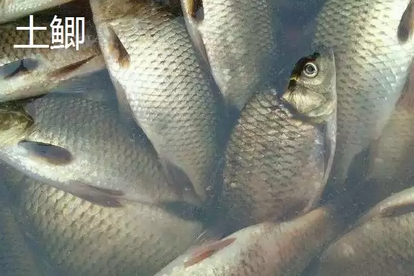 鲫鱼外观特点不同品种有差异,鲫鱼的外观,外观差异体现在哪?插图1 鲫鱼外观特点不同品种有差异,鲫鱼的外观,外观差异体现在哪?插图1