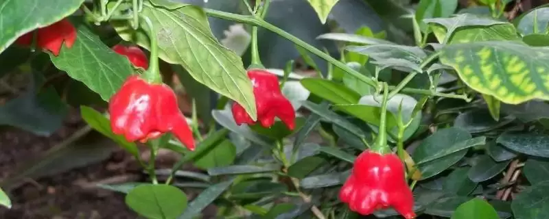 观赏辣椒品种如何分类呢,风铃、梦都莎等是常见观赏辣椒品种吗插图 观赏辣椒品种如何分类呢,风铃、梦都莎等是常见观赏辣椒品种吗插图