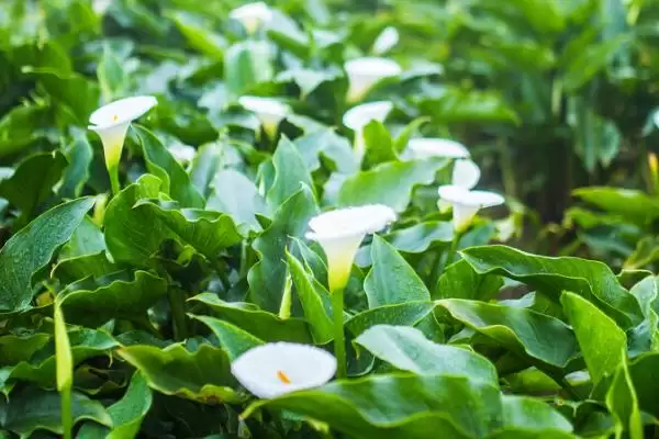 海芋怎么进行繁殖操作呢,海芋常用的繁殖方法为扦插这种方式吗插图1 海芋怎么进行繁殖操作呢,海芋常用的繁殖方法为扦插这种方式吗插图1